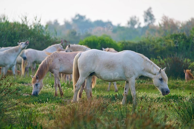 White Camargue horses grazing in a green, peaceful landscape, surrounded by nature and space, Camargue, France, Europe