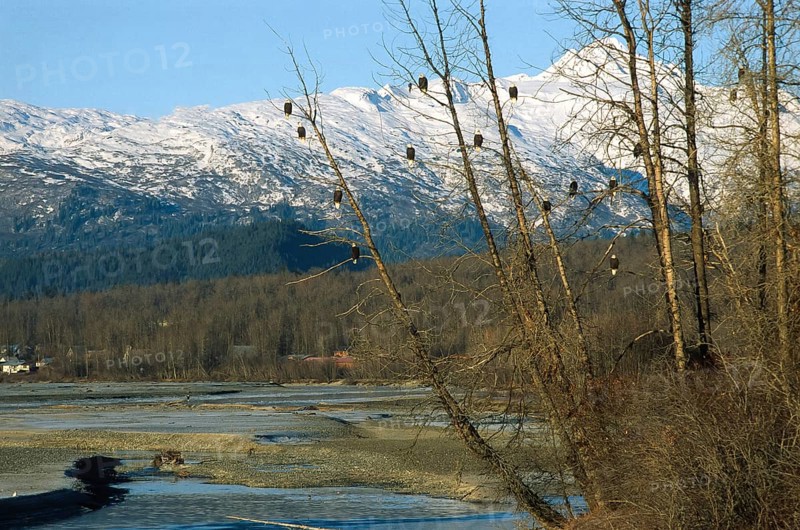 Bald eagle (Haliaeetus leucocephalus), clusters of eagles hunting for salmon, Chilkat River near Haines, Alaska, USA, North America