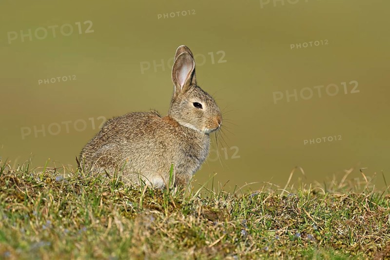 Wild rabbit (Oryctolagus cuniculus), sitting on a meadow, Texel, West Frisian Islands, province of North Holland, Netherlands