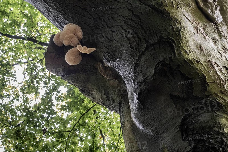 Ringed beech slime moulds (Oudemansiella mucida) on old copper beech (Fagus sylvatica), Emsland, Lower Saxony, Germany, Europe