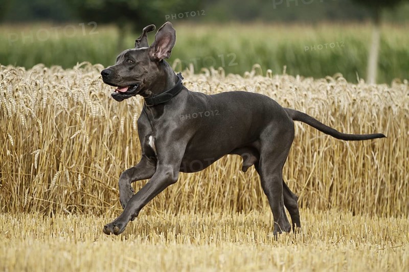 Great Dane