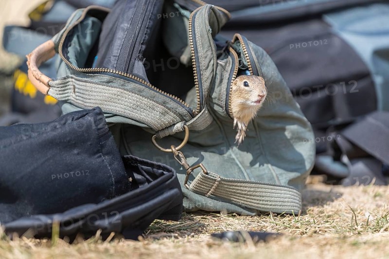 One European ground squirrel (Spermophilus citellus) or European souslik looking out of a photographers bag, searching for food