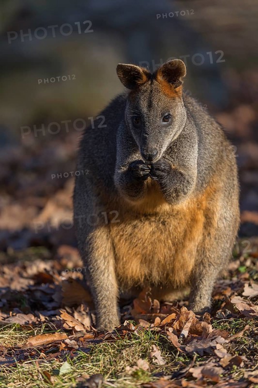 One swamp wallaby (Wallabia bicolor) next to a bush in early morning light
