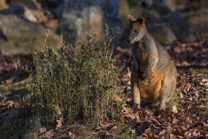 One swamp wallaby (Wallabia bicolor) next to a bush in early morning light