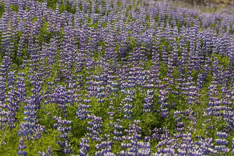 Nootka lupine, Lupinus nootkatensis, covering large areas in iceland to stop erosion. Djupivogur, east iceland