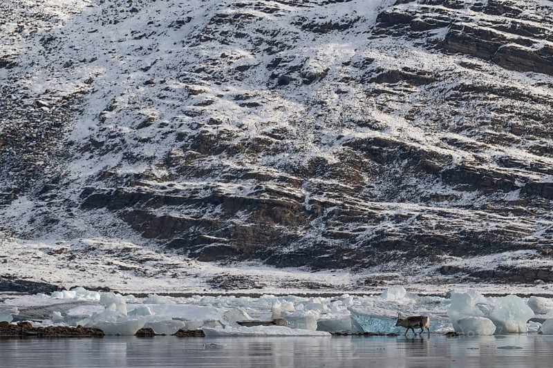 Spitsbergen Reindeer, Midtholmen Island, near Ny-Ålesund, Kongsfjord, Spitsbergen, Svalbard and Jan Mayen archipelago, Norway, Europe