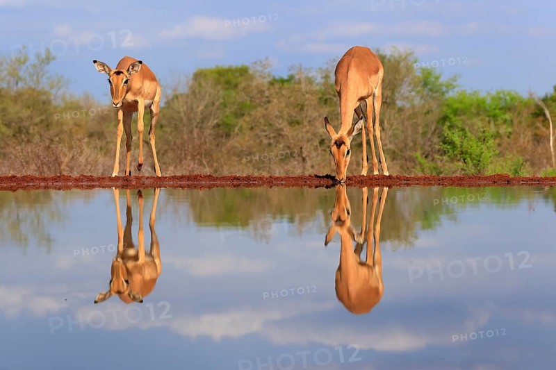 Black Heeler Antelope (Aepyceros melampus), adult, female, two, at the water, drinking, Kruger National Park, Kruger National Park, Kruger National Park South Africa