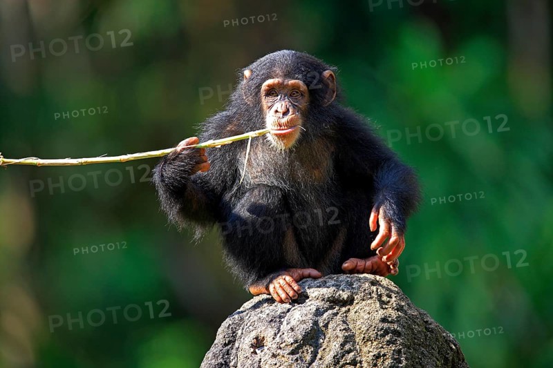 Chimpanzee (Pan troglodytes troglodytes), young animal, feeding, food intake