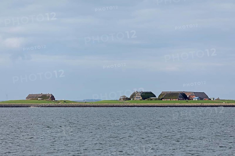 Hallig Gröde, North Frisia, Schleswig-Holstein, Germany, Europe