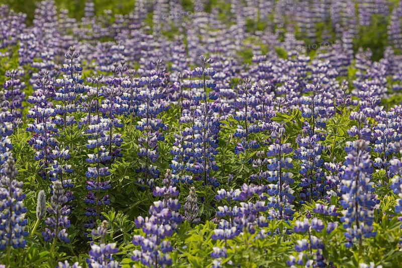 Nootka lupine, Lupinus nootkatensis, covering large areas in iceland to stop erosion. Djupivogur, east iceland