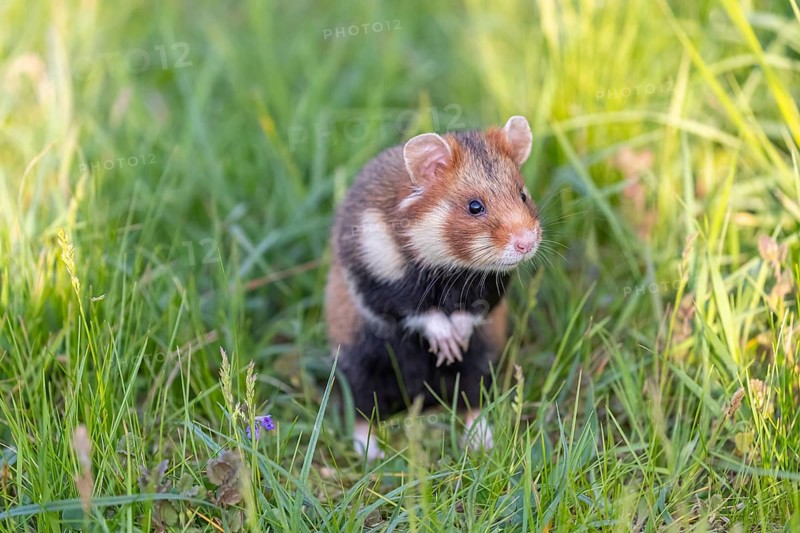 One European hamster (Cricetus cricetus), Eurasian hamster, black-bellied hamster or common hamster, standing tall in high grass, watching his surrounding for enemies and other hamsters