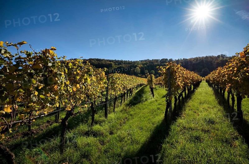 Vineyard, vines, vineyards, viticulture, autumn colouring, autumn, Kappelberg, Fellbach, Waiblingen, Baden-Württemberg, Germany, Europe