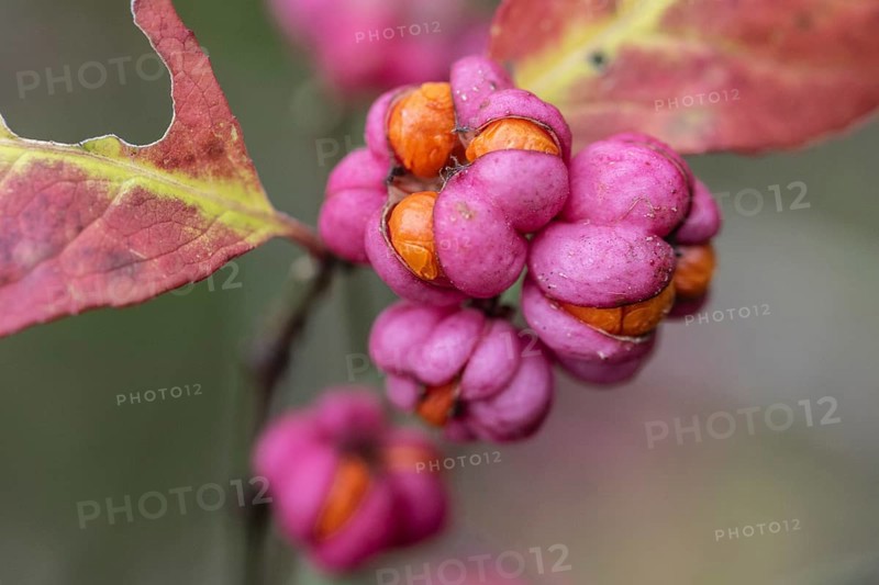 Peacock, spindle bush (Euonymus europaeus), fruit stand, Emsland, Lower Saxony, Germany, Europe