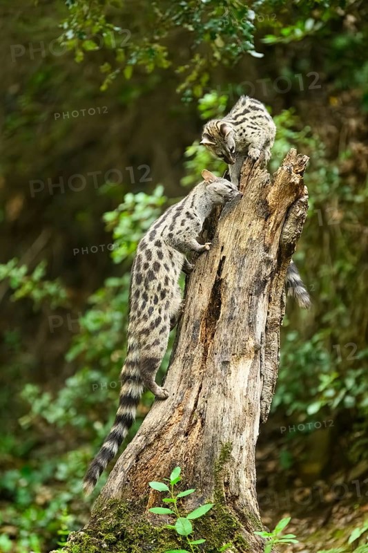 Common genet (Genetta genetta), climbing on a tree wildlife in a forest, Montseny National Park, Catalonia, Spain, Europe