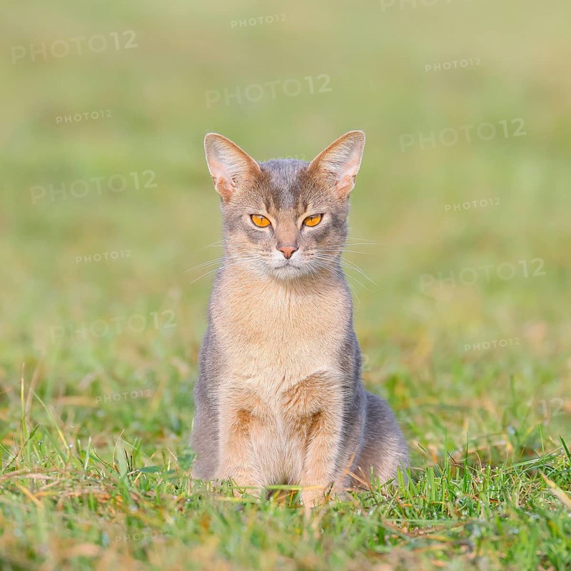 Burmese cat, Burmese, sitting in a meadow, short-haired breed of domestic cat, Altmühlsee, Altmühltal, Upper Bavaria, Bavaria, Germany, Europe