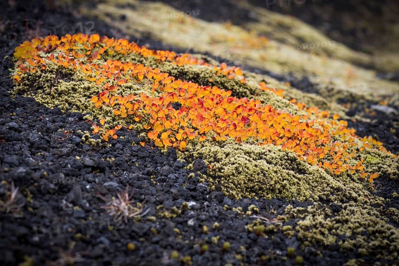 Leaves turning red-yellow in autumn, Arctic willow or Arctic willow (Salix arctica), moss, near Laugafell, highlands, Iceland, Europe