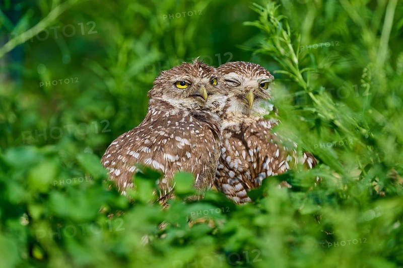 Two burrowing owls (Speotyto cunicularia) sitting together in the meadow and cuddling, Pembroke Pines, Florida, USA, North America