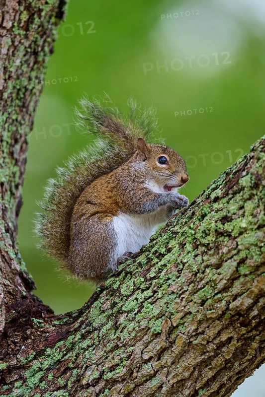 American grey squirrel (Sciurus carolinensis) sitting on a leafy branch on a tree, surrounded by nature, Pembroke Pines, Florida, USA, North America