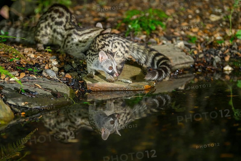 Young Common genet (Genetta genetta) at the shore of a lake, wildlife in a forest, Montseny National Park, Catalonia, Spain, Europe