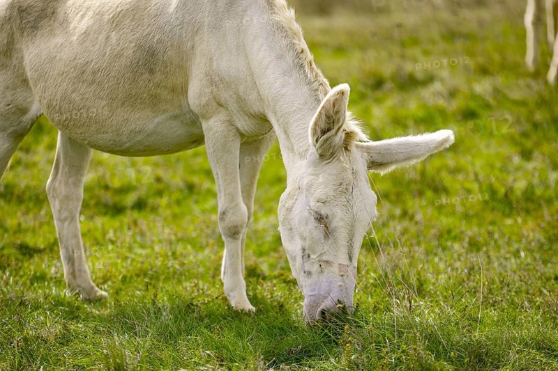 A white donkey, baroque donkey, grazing peacefully on a green pasture in natural surroundings, Lake Neusiedl National Park, Burgenland, Austria, Europe