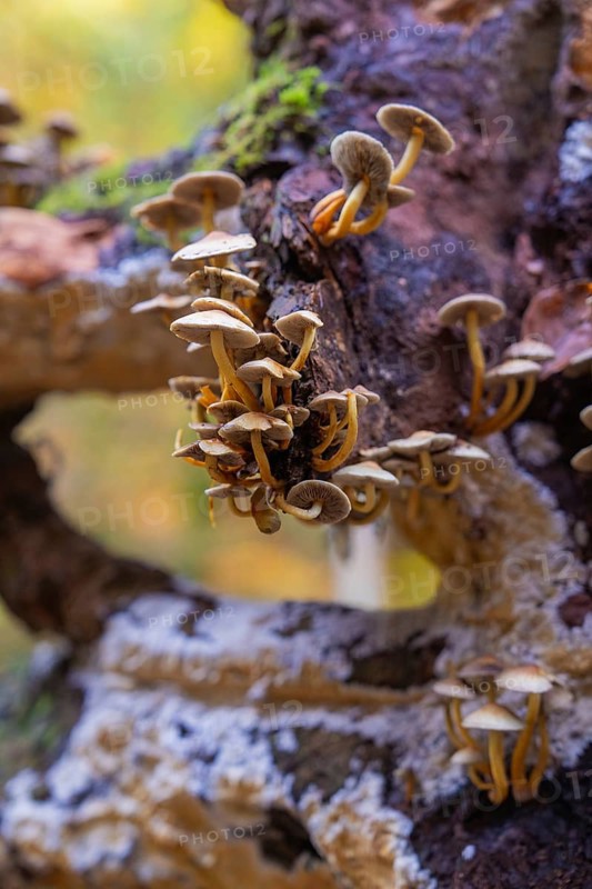 Small mushrooms growing close to a mossy tree trunk, Monbachtal, Bad Liebenzell, Calw district, Black Forest, Germany, Europe
