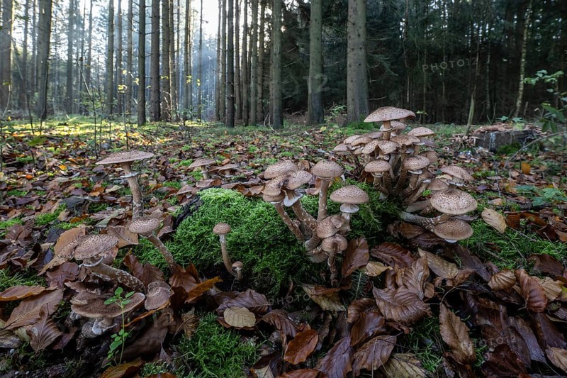 Armillaria polymyces (Armillaria ostoyae) in the forest, Emsland, Lower Saxony, Germany, Europe