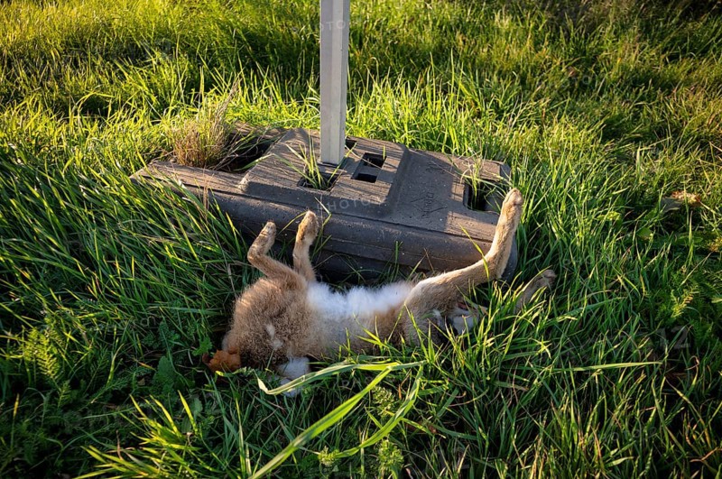 Wild animal accident, hare, hare, dead, run over, lies in ditch, Stuttgart, Baden-Württemberg, Germany, Europe
