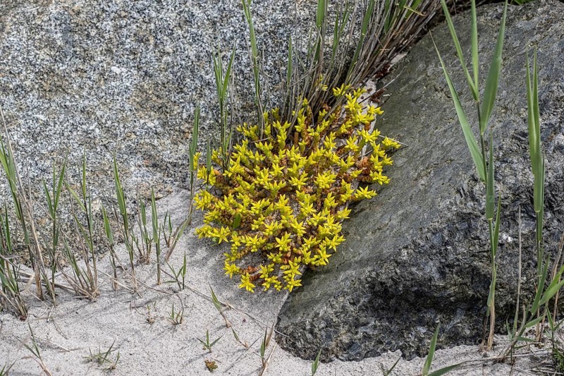 Goldmoss stonecrop (Sedum acre) between stones, Mecklenburg-Western Pomerania, Germany, Europe