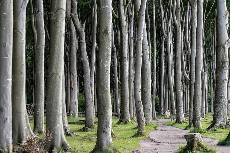 Beech forest (Fagus sylvatica), Ghost Forest Nienhagen, Mecklenburg-Western Pomerania, Germany, Europe