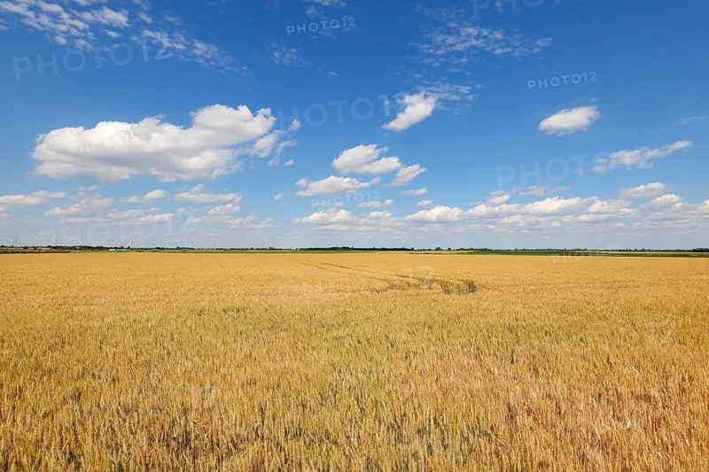 Triticale field, cross between rye and wheat, forage, blue sky with clouds, Neusiedler See-Seewinkel National Park, Burgenland, Austria, Europe