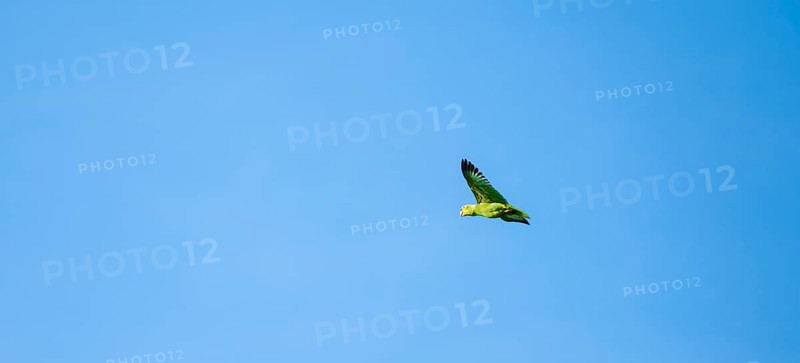 Brown hooded parrot in flight, Puntarenas province, Costa Rica, Central America