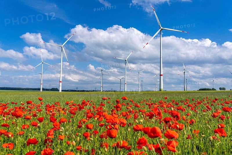 Wind farm, field with flower strips, insect-friendly border of fields with mixed flowers, poppies, north of Marsberg, Hochsauerlandkreis, North Rhine-Westphalia, Germany, Europe