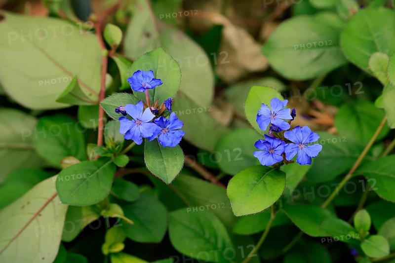 Blue leadwood (Ceratostigma willmottianum), flowering, flowering perennial, Ellerstadt, Germany, Europe