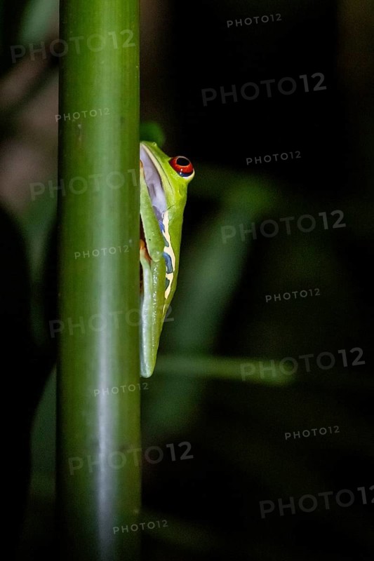 Red-eyed tree frog (Agalychnis callidryas) on a leaf, macro photograph, black background, Tortuguero National Park, Costa Rica, Central America