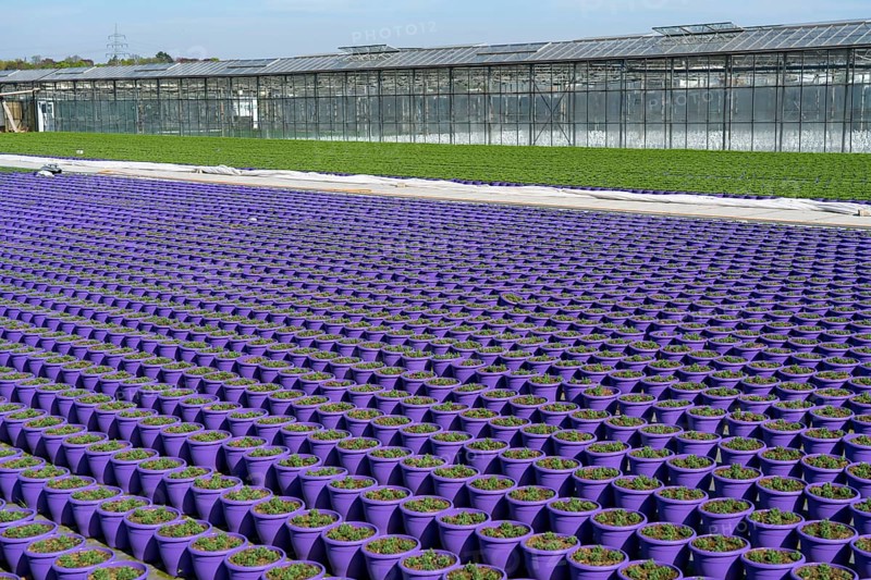 Nursery, plant cultivation, ornamental plants grow in flower pots, outdoors, greenhouse, Düsseldorf-Volmerswerth, Germany, Europe