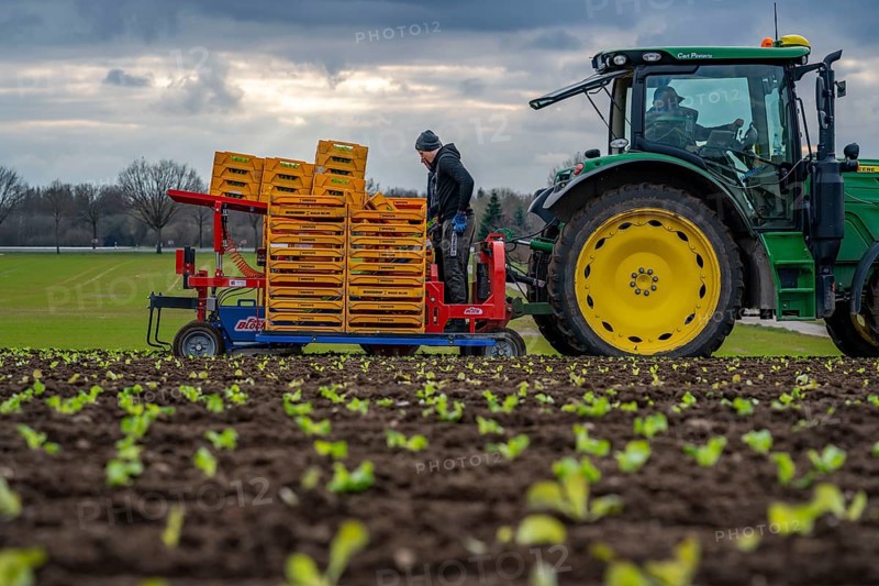 Lettuce plants, in press pots, they are planted in a field with a planting machine, agriculture, spring