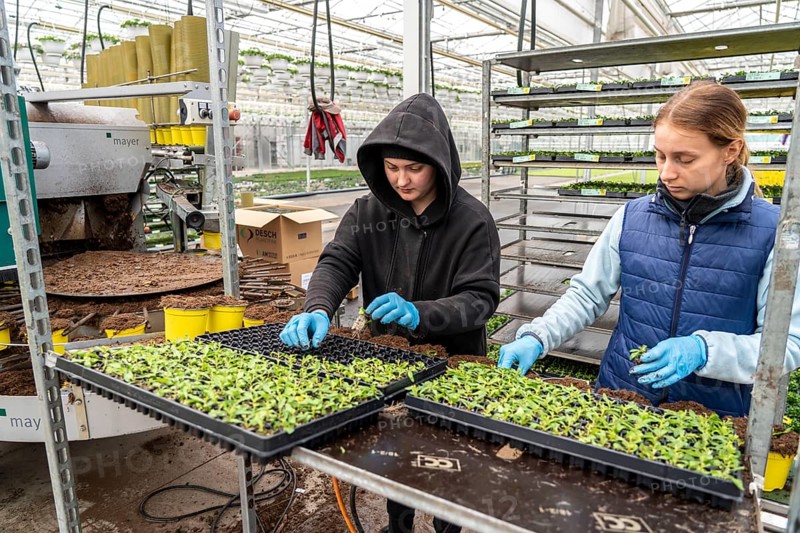 Horticultural business, greenhouse, young plants are potted, the potting soil is filled into the flower pots with a potting machine, employees place the young plants, balcony plants, ornamental plants, into the pots, they are then placed in beds to grow there, Straelen, North Rhine-Westphalia, Germany, Europe