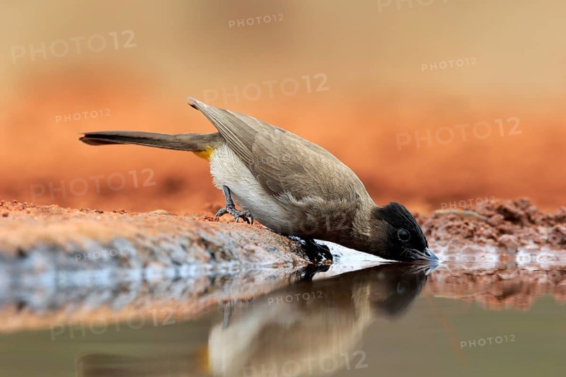 Grey bulbul (Pycnonotus barbatus), adult, at the water, drinking, Kruger National Park, Kruger National Park, Krugerpark, South Africa, Africa