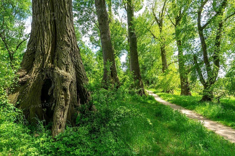Urdenbachen Kämpe nature reserve, Lower Rhine cultural landscape with pollarded willows, fruit trees and wet meadows, between the Rhine and an old Rhine arm, Düsseldorf, North Rhine-Westphalia, Germany, Europe