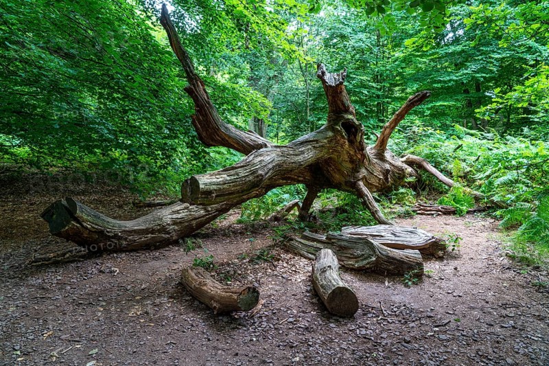 The Sababurg primeval forest, or primeval forest in the Reinhardswald, is a 95-hectare biotope under nature and landscape protection, with trees over 500 years old, hut trees, in the district of Kassel, Hesse, Germany, Europe