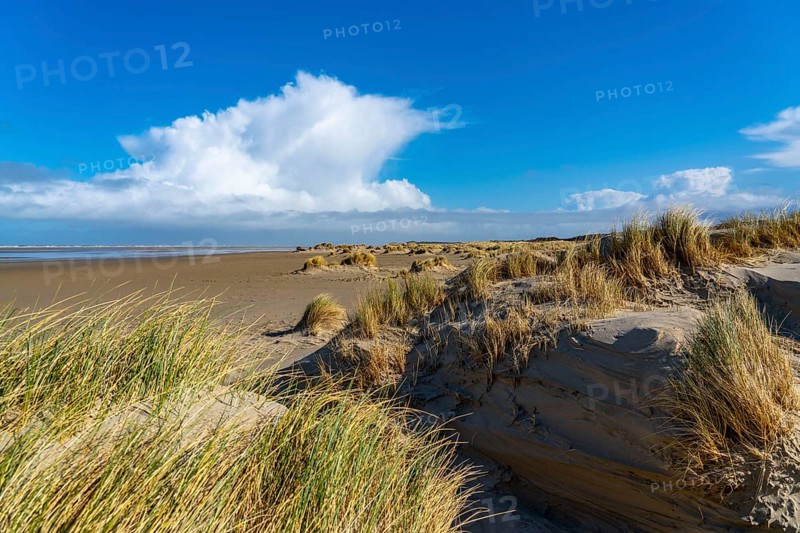 Dune landscape, sand dunes, dune grass in the west of Borkum, island, East Frisia, winter, season, autumn, Lower Saxony, Germany, Europe