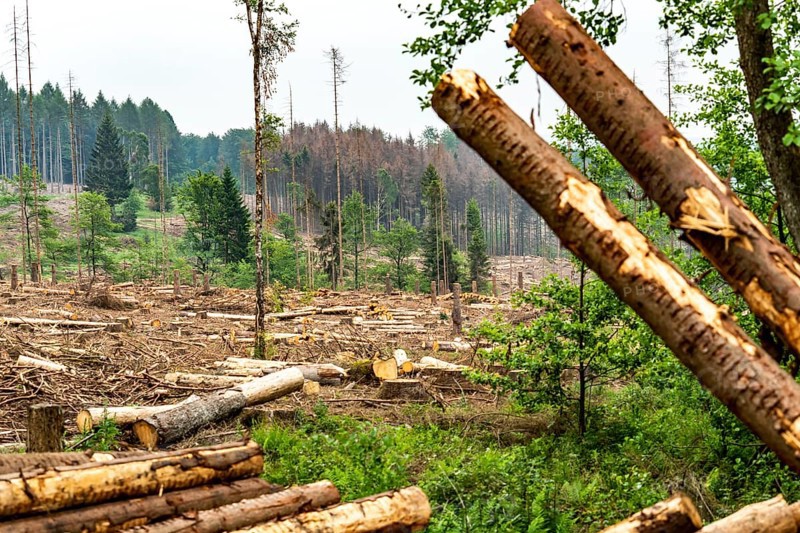 Forest dieback in the Arnsberg Forest nature park Park, over 70 per cent of the spruce trees are diseased, damaged, mostly by the bark beetle, which was able to spread due to drought and heat, climate change, attempts are being made to adapt the forest to climate change by replanting other tree species, near Hirschberg, North Rhine-Westphalia, Germany, Europe