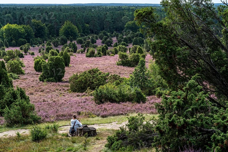 Flowering heath, heather and juniper bushes, in the Totengrund, near the village of Wilsede, in the Lüneburg Heath nature reserve, Lower Saxony, Germany, Europe