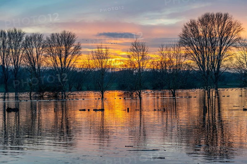 Bislicher Insel nature reserve, floodplain landscape on the Rhine, near Xanten, floods, flooded fields, meadows, North Rhine-Westphalia, Germany, Europe