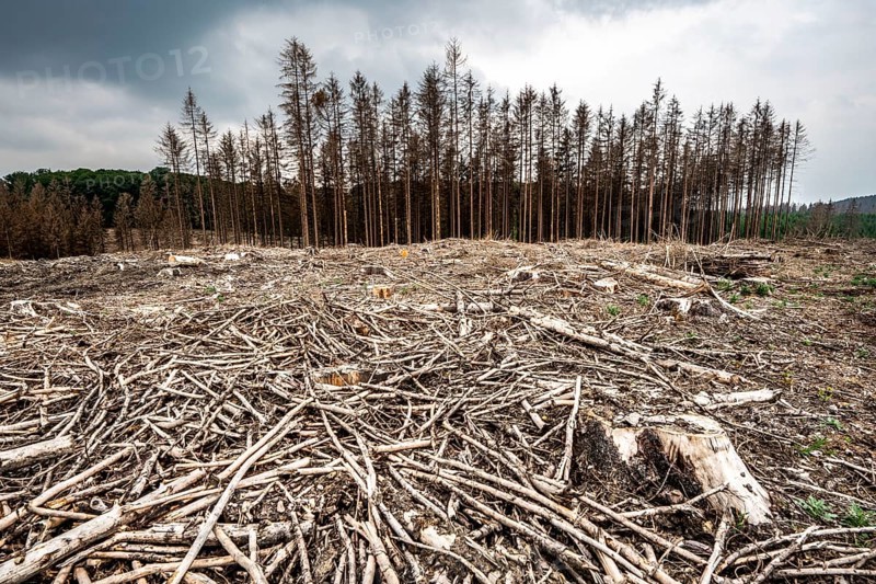 Forest dieback in the Arnsberg Forest nature park Park, over 70 per cent of the spruce trees are diseased, damaged, mostly by the bark beetle, which was able to spread due to drought and heat, climate change, attempts are being made to adapt the forest to climate change by replanting other tree species, near Hirschberg, North Rhine-Westphalia, Germany, Europe