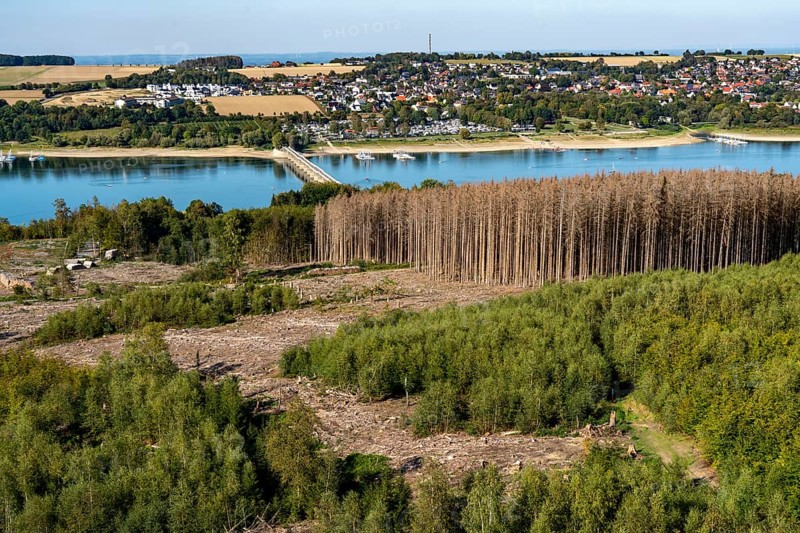 Forest dieback in the Arnsberg Forest, northern Sauerland, dead spruce trees, partly cleared forest, at Lake Möhnesee, North Rhine-Westphalia, Germany, Europe