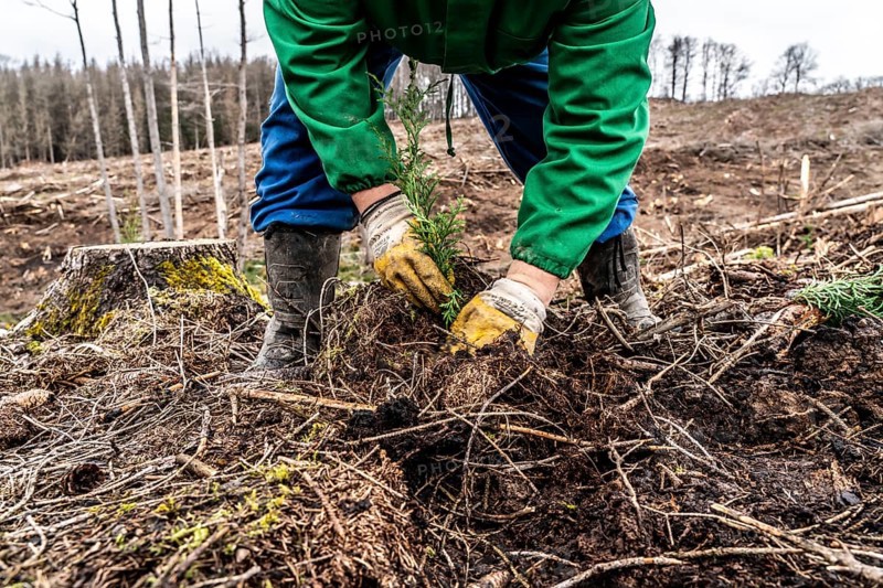 Reforestation in the Arnsberg Forest near Warstein-Sichtigvor, Soest district, forestry workers planting young trees, mixed forest, young plants of the giant arborvitae, Thuja plicata, on the site of a spruce forest that had died and been felled due to heavy bark beetle infestation, North Rhine-Westphalia, Germany, Europe