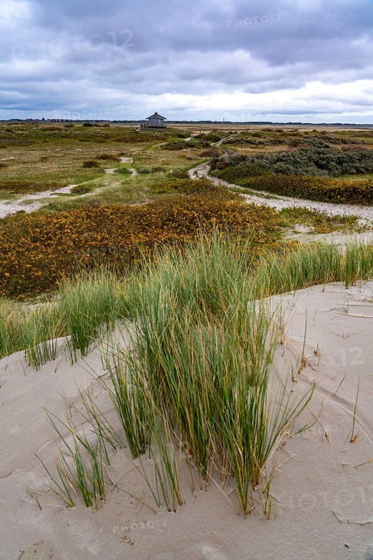 North Sea island of Spiekeroog, East Frisia, Lower Saxony, Germany, Dune landscape on the west coast, Europe