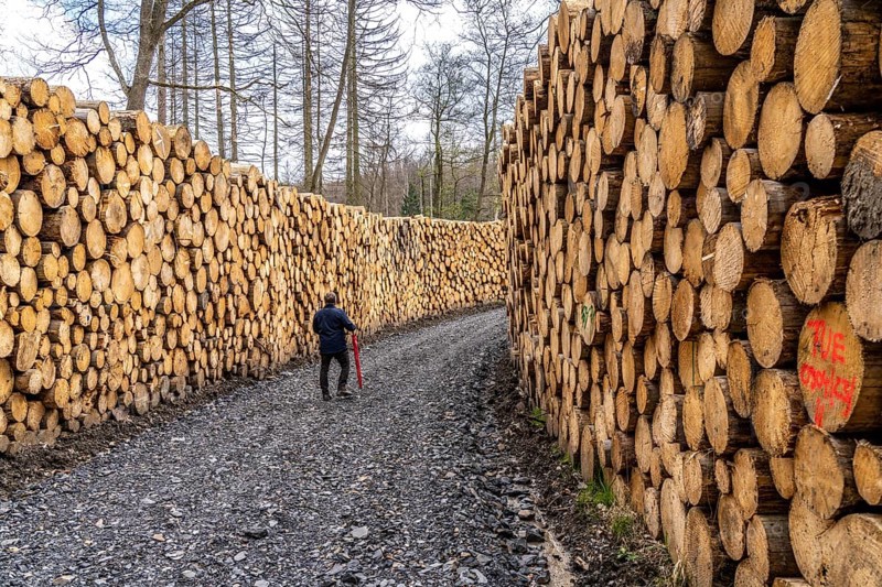 Felled, stacked spruce trunks, forest dieback in the Arnsberg Forest nature park Park, over 70 per cent of the spruce trees are diseased, damaged, mostly by the bark beetle, which was able to spread due to drought and heat, climate change, near Hirschberg, North Rhine-Westphalia, Germany, Europe