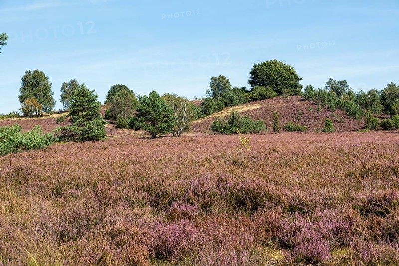 Heather blossom, trees, Wilseder Berg near Wilsede, Bispingen, Lüneburg Heath, Lower Saxony, Germany, Europe